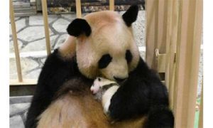日本一家动物园邀请公众为它的新熊猫宝宝命名