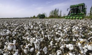 “纯白色的棉花不应该被污染！”中国声音支持新疆