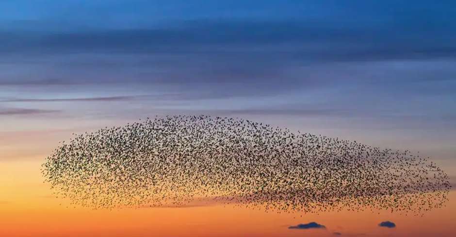 首次全球鸟类“人口普查”：比人类多多了