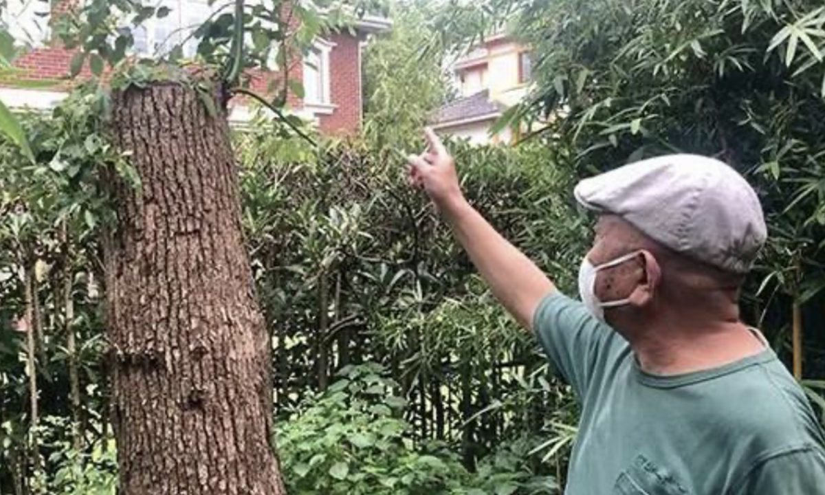 为啥？修剪自己买的香樟树，上海一居民被罚款14.42万元！
