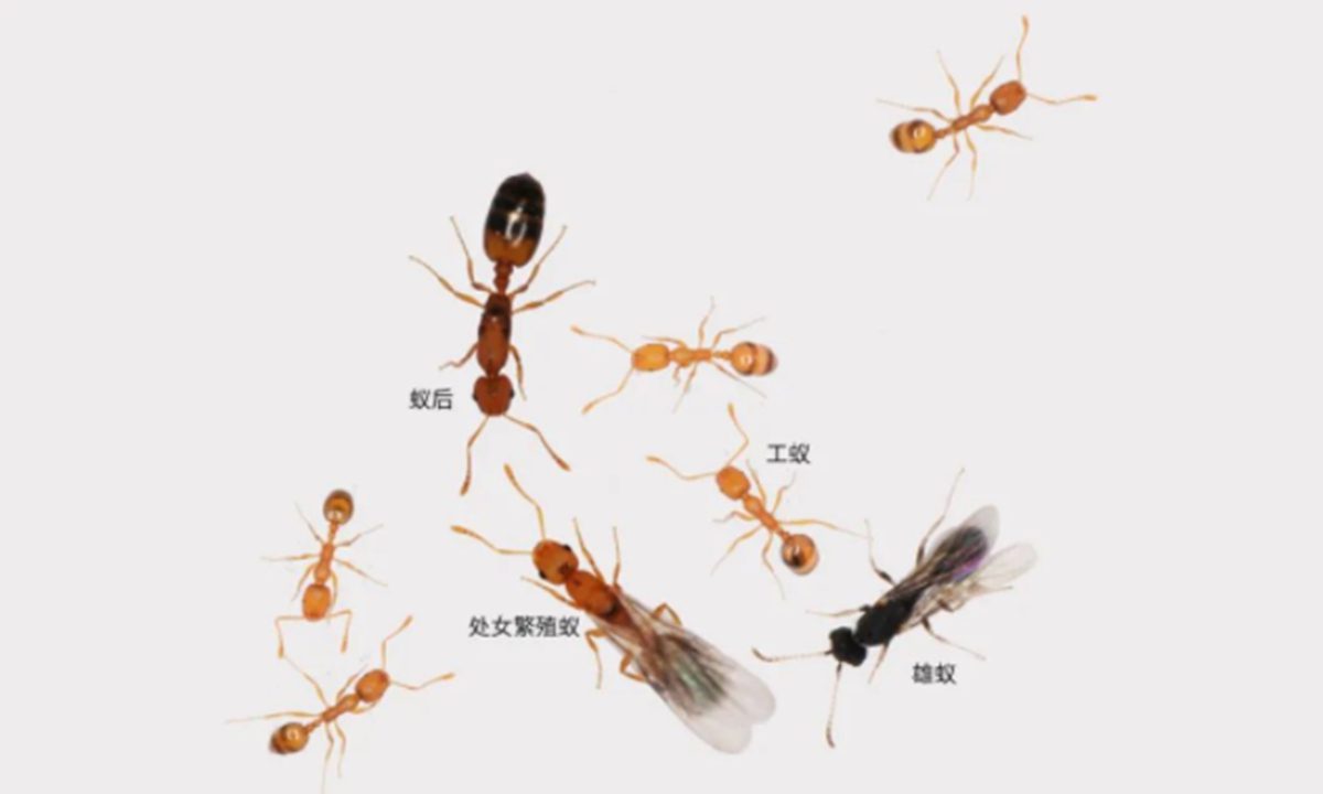 中国科学家对蚂蚁大脑的研究回答了为什么这些昆虫不能单独生活
