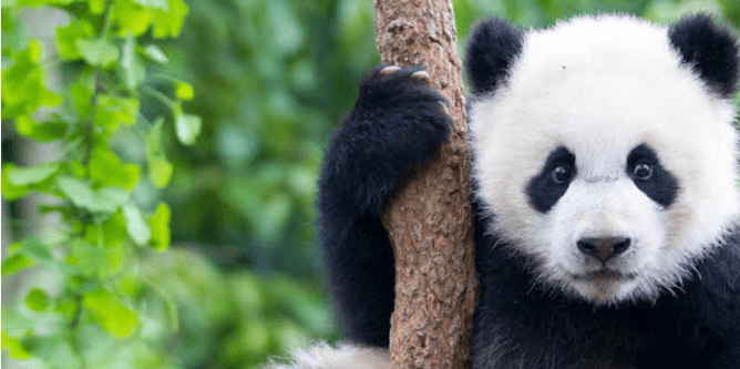 China's Latest Use for Facial Recognition: Identifying Pandas