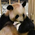 日本一家动物园邀请公众为它的新熊猫宝宝命名
