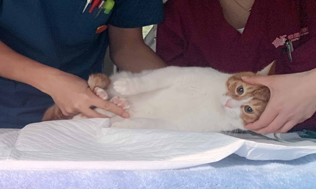 上海为流浪猫狗提供免费绝育