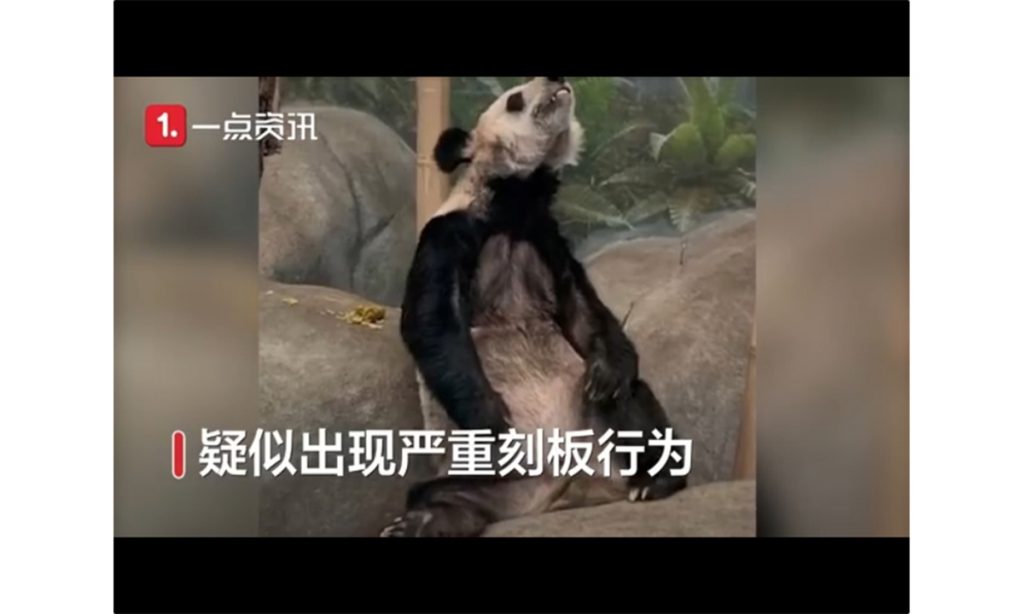 大熊猫在美国动物园瘦骨嶙峋，网友呼吁让其回国