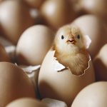 河南一校长发论文称“熟蛋能返生孵雏鸡”引争议