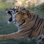 安徽一动物园饲养员遭老虎攻击死亡