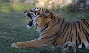 安徽一动物园饲养员遭老虎攻击死亡