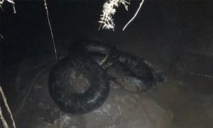 广西一农家乐惊现30公斤大蟒蛇，疑似吃掉200只鸡