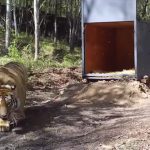 西伯利亚虎带着项圈被释放到野外，以监视其活动