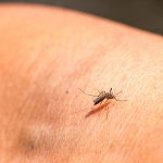 中山大学研究用核技术灭蚊子，获国际原子能机构高度认可