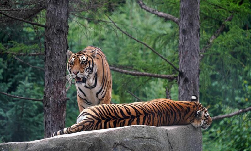 东北虎豹国家公园内野生东北虎数量增至50只