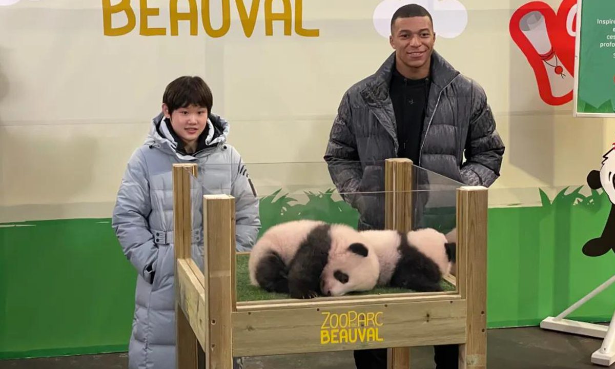旅法大熊猫双胞胎幼崽被命名为“欢黎黎”“圆嘟嘟”