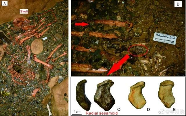 贵州遵义发现10万年前大熊猫化石