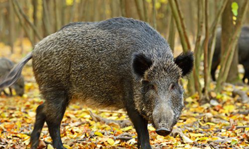 国家林草局在14个省区开展防控野猪危害综合试点