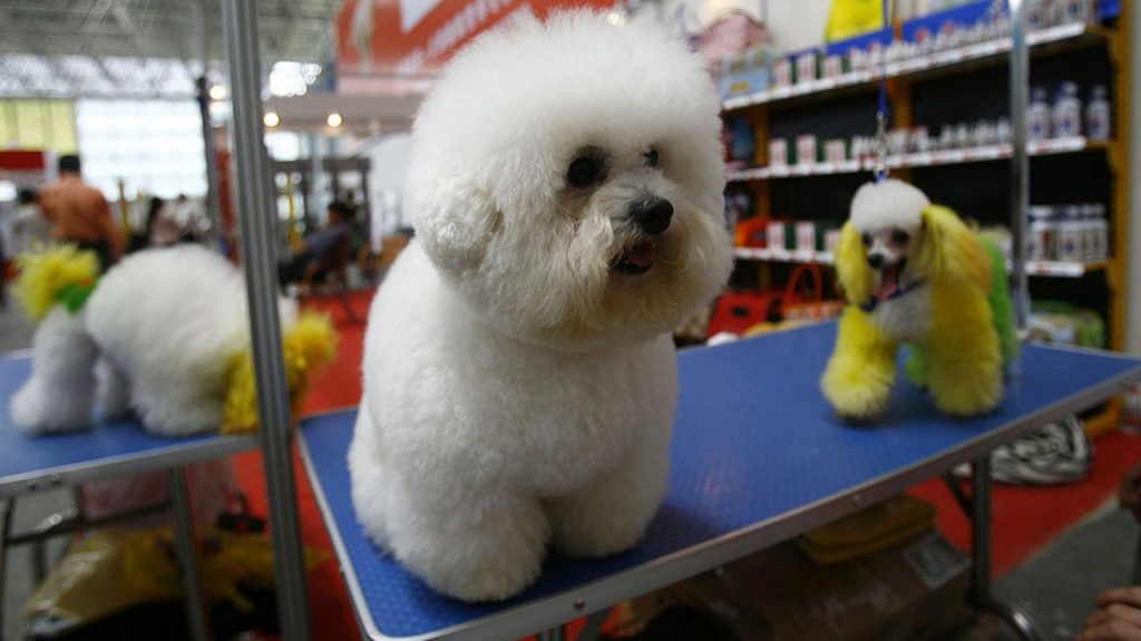 中英双语新闻：高盛预测中国宠物支出将戏剧性增长