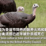 英国禽流感致散养禽类被大量扑杀